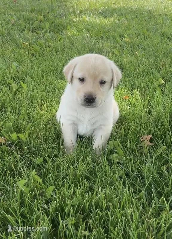 Bingo – Labrador Retriever puppy for sale in Turney, MO