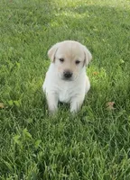 Bingo, a male Labrador Retriever for sale in Turney, MO – 1 of 2