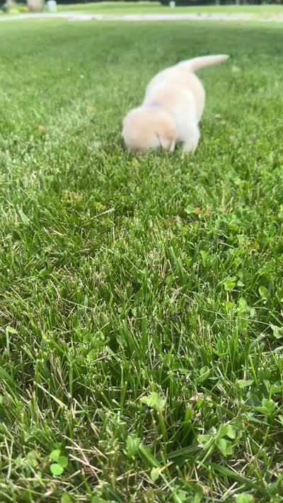 Violet, a female Labrador Retriever for sale in Turney, MO – 3 of 3