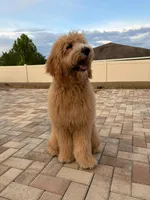 Theo, a male Goldendoodle for sale in Brandon, FL – 5 of 6