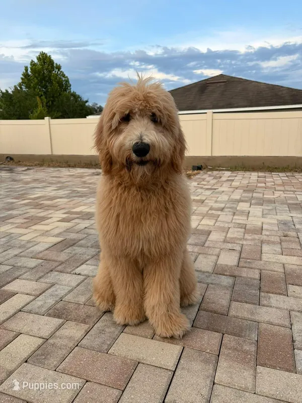Theo – Goldendoodle puppy for sale in Brandon, FL