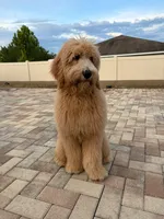 Theo, a male Goldendoodle for sale in Brandon, FL – 2 of 6
