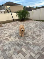 Theo, a male Goldendoodle for sale in Brandon, FL – 4 of 6