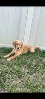 Pookie, a male Golden Retriever for sale in Dover, FL – 1 of 3