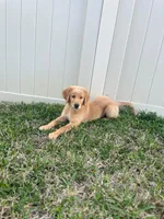 Pookie, a male Golden Retriever for sale in Dover, FL – 3 of 3