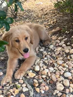Pookie, a male Golden Retriever for sale in Dover, FL – 2 of 3