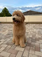 Theo, a male Goldendoodle for sale in Brandon, FL – 3 of 6