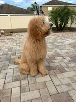 Theo, a male Goldendoodle for sale in Brandon, FL – 6 of 6