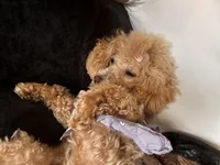 Eden, a female Poodle - Toy  for sale in Norfolk, VA – 6 of 8