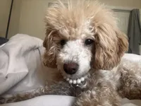 Eden, a female Poodle - Toy  for sale in Norfolk, VA – 3 of 8
