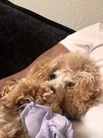 Eden, a female Poodle - Toy  for sale in Norfolk, VA – 1 of 8