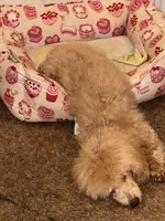 Eden, a female Poodle - Toy  for sale in Norfolk, VA – 4 of 8