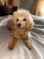 Eden, a female Poodle - Toy  for sale in Norfolk, VA – 2 of 8