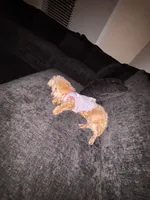 Eden, a female Poodle - Toy  for sale in Norfolk, VA – 7 of 8