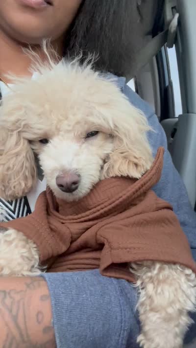 Eden, a female Poodle - Toy  for sale in Norfolk, VA – 8 of 8
