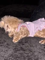 Eden, a female Poodle - Toy  for sale in Norfolk, VA – 5 of 8