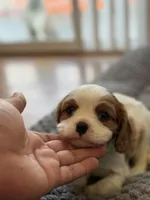 Jumper, a male Cavalier King Charles Spaniel for sale in Brooklyn Park, MD – Photo 3 of 9