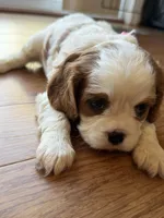 Bella, a female Cavalier King Charles Spaniel for sale in Brooklyn Park, MD – Photo 10 of 10