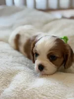 Jumper, a male Cavalier King Charles Spaniel for sale in Brooklyn Park, MD – Photo 5 of 9