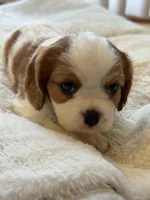 Jumper, a male Cavalier King Charles Spaniel for sale in Brooklyn Park, MD – Photo 4 of 9