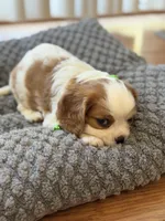 Jumper, a male Cavalier King Charles Spaniel for sale in Brooklyn Park, MD – Photo 8 of 9