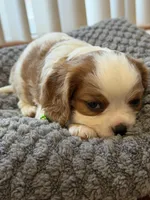 Jumper, a male Cavalier King Charles Spaniel for sale in Brooklyn Park, MD – Photo 9 of 9