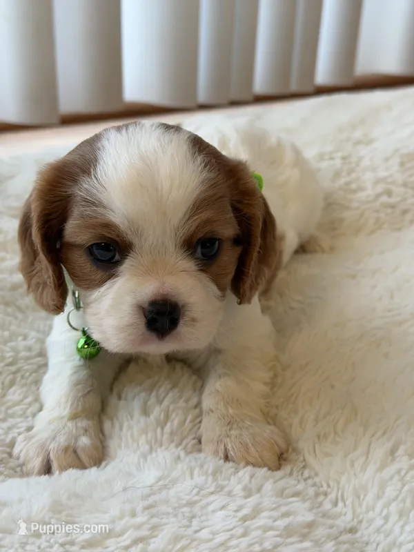 Jumper – Cavalier King Charles Spaniel puppy for sale in Brooklyn Park, MD