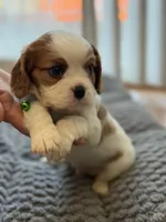 Jumper, a male Cavalier King Charles Spaniel for sale in Brooklyn Park, MD – Photo 6 of 9