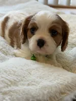 Jumper, a male Cavalier King Charles Spaniel for sale in Brooklyn Park, MD – Photo 2 of 9