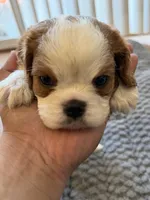 Oliver , a male Cavalier King Charles Spaniel for sale in Brooklyn Park, MD – Photo 5 of 10
