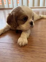 Oliver , a male Cavalier King Charles Spaniel for sale in Brooklyn Park, MD – Photo 9 of 10