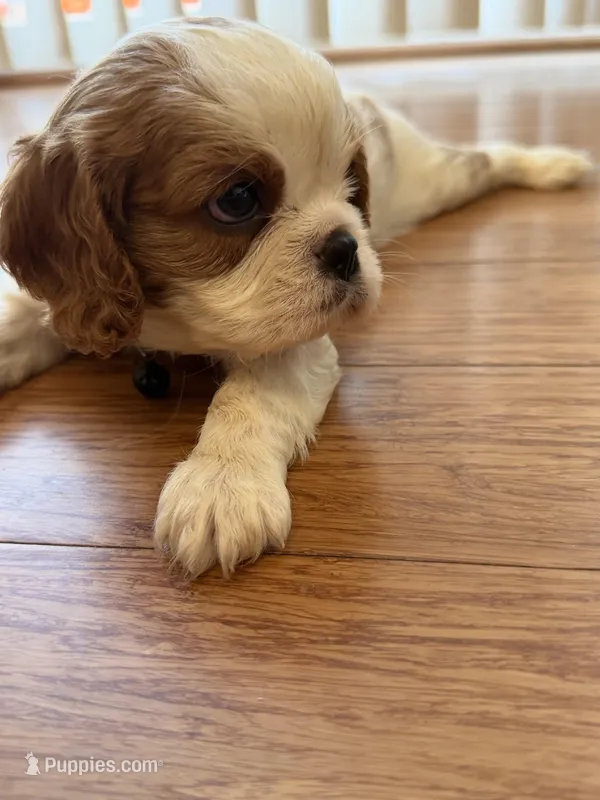 Oliver  – Cavalier King Charles Spaniel puppy for sale in Brooklyn Park, MD