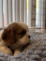 Oliver , a male Cavalier King Charles Spaniel for sale in Brooklyn Park, MD – Photo 6 of 10