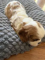 Oliver , a male Cavalier King Charles Spaniel for sale in Brooklyn Park, MD – Photo 4 of 10
