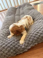 Oliver , a male Cavalier King Charles Spaniel for sale in Brooklyn Park, MD – Photo 10 of 10