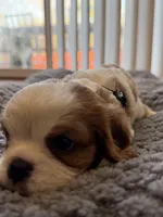 Oliver , a male Cavalier King Charles Spaniel for sale in Brooklyn Park, MD – Photo 7 of 10