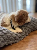 Oliver , a male Cavalier King Charles Spaniel for sale in Brooklyn Park, MD – Photo 3 of 10