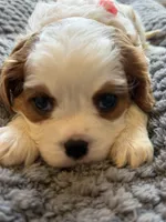 Bella, a female Cavalier King Charles Spaniel for sale in Brooklyn Park, MD – Photo 3 of 10