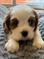 Bella, a female Cavalier King Charles Spaniel for sale in Brooklyn Park, MD – Photo 7 of 10