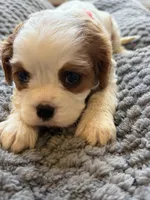 Bella, a female Cavalier King Charles Spaniel for sale in Brooklyn Park, MD – Photo 2 of 10