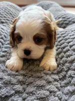 Bella, a female Cavalier King Charles Spaniel for sale in Brooklyn Park, MD – Photo 6 of 10