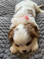 Bella, a female Cavalier King Charles Spaniel for sale in Brooklyn Park, MD – Photo 9 of 10