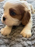 Bella, a female Cavalier King Charles Spaniel for sale in Brooklyn Park, MD – Photo 4 of 10