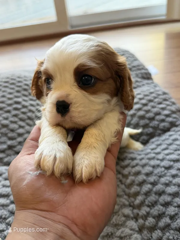 Bella – Cavalier King Charles Spaniel puppy for sale in Brooklyn Park, MD