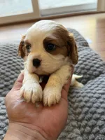 Bella, a female Cavalier King Charles Spaniel for sale in Brooklyn Park, MD – Photo 1 of 10