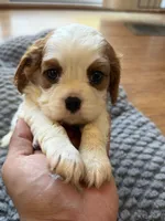 Bella, a female Cavalier King Charles Spaniel for sale in Brooklyn Park, MD – Photo 5 of 10