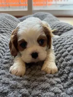 Bella, a female Cavalier King Charles Spaniel for sale in Brooklyn Park, MD – Photo 8 of 10