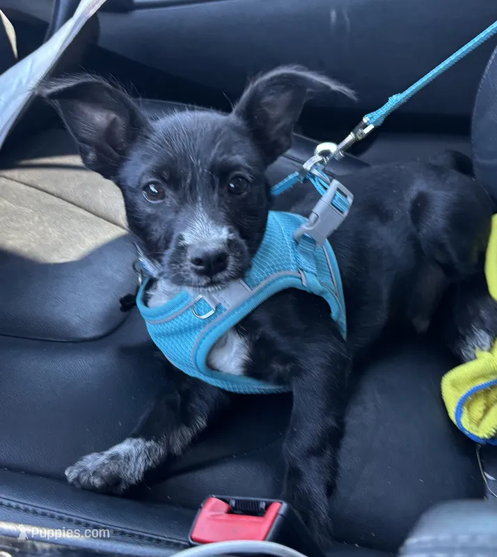Winston – Chihuahua puppy for sale in Modesto, CA