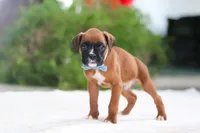 James, a male Boxer for sale in Fredericksburg, OH – Photo 2 of 5