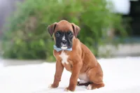 James, a male Boxer for sale in Fredericksburg, OH – Photo 4 of 5